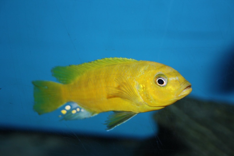 Maylandia sp. 'zebra gold' Mara Rocks